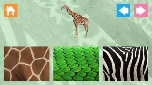 Animal Skins Learning Game - Ludoryx free online game